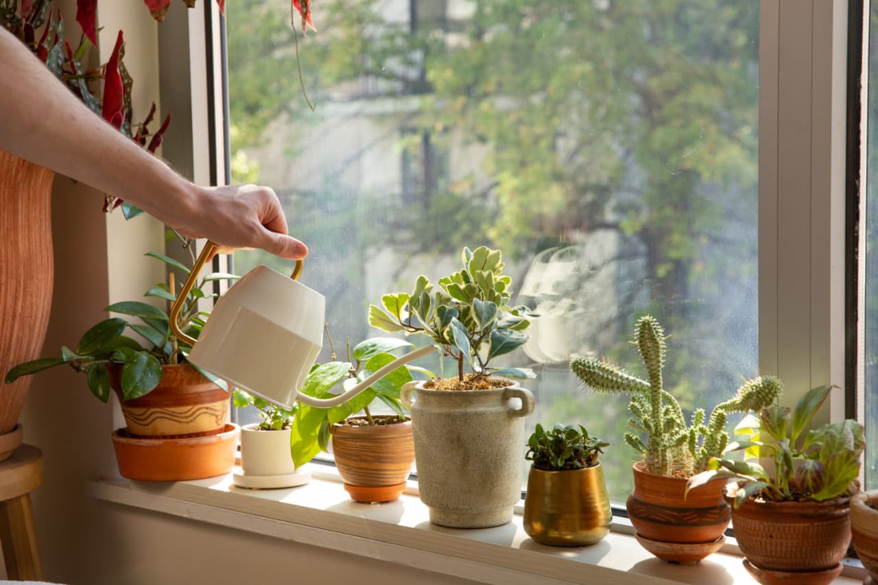 Indoor plants